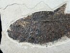 Large Diplomystus Fish Fossil #6028-2